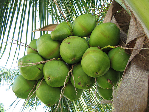 coconuttree