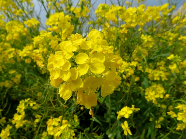 wild Mustard flower