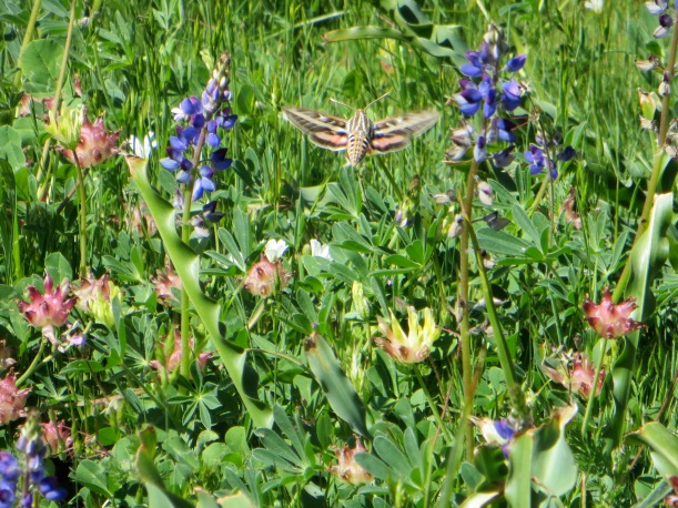 A hummingbird moth--the first I have seen!  Hovering over the wildflowers!