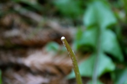 white milky "sap" of the dandelion stem