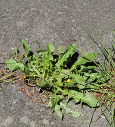 dandelion growing out from concrete