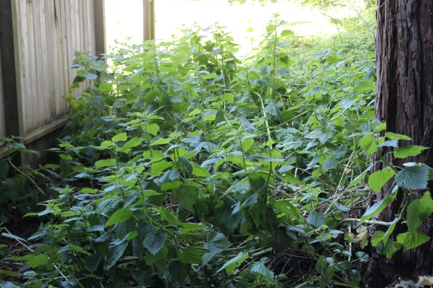 patch of Nettles
