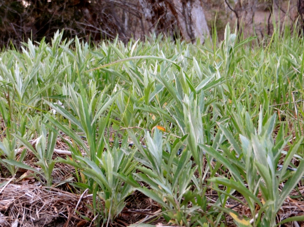 spring growth of California Mugwort