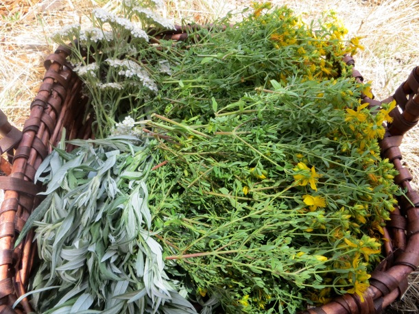 a "trinity" of herbs basket of California mugwort, St. John's Wort, and Yarrow